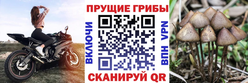 Купить  Глазов  Псилоцибиновые грибы ЛСД 